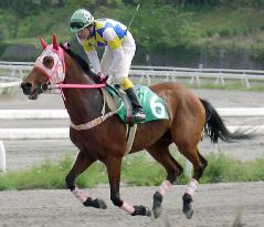 Japan's popular racehorse Haruurara